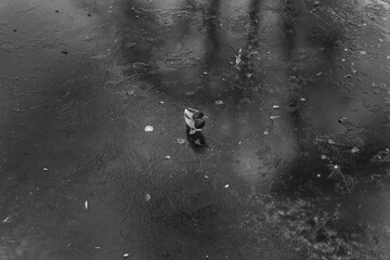 Two ducks walking on frozen ice pond or river black and white photography vintage style.