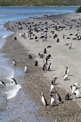 Kolonie von Magellan-Pinguinen, Patagonien