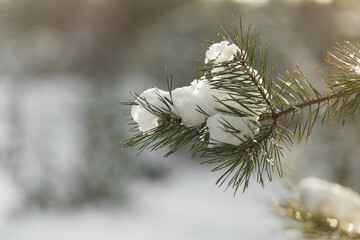 snow-covered young spruce in the forest at sunset close up