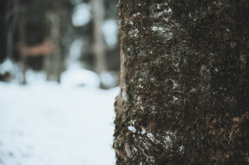 Fototapeta premium Baumstamm