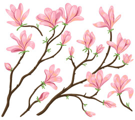 Blooming magnolia branches hand drawn vector illustration. Spring season botanical collection. Colored vintage drawing isolated on white. Gentle elements for design, print, decor, card, sticker, wrap.