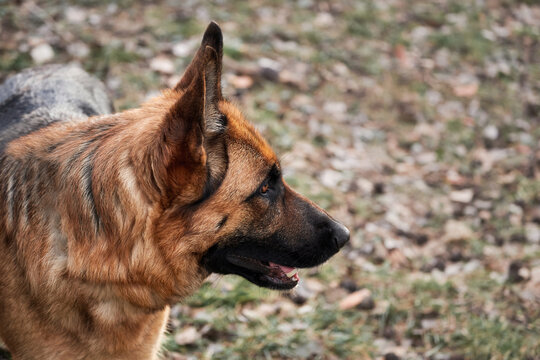 Dog stares intently into distance. Shepherd dog on background of green grass and leaves. Portrait of German Shepherd black and red color view in profile.