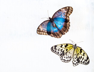 'Blue Morpho' & 'Tree Nymph' Butterflies In A Butterfly House