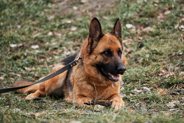 Walk with dog in fresh air. Portrait of black and red German Shepherd. German Shepherd dog lies on green lawn in park and holds tree stick between its front paws.