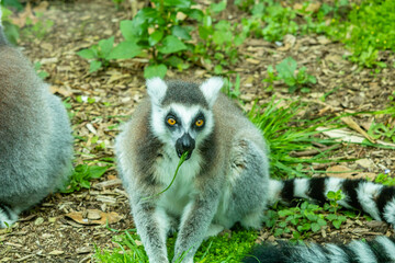 Ring tailled Lemur with grass in it's mounth. Auckland Zoo, Auckland, New Zealand