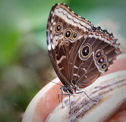 'Common Sergeant' Butterfly Feeding