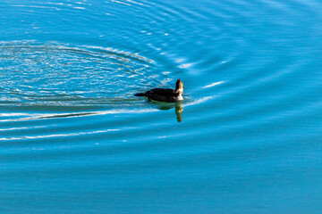 Obraz premium Common Merganzer frolics in the water on Vermillion Lakes. Banff National Park, Alberta, Canada