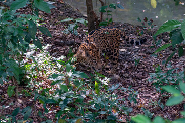 JAGUAR EN CHIAPAS MEXICO 