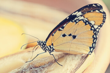 Butterfly feeding on some fruit in a butterfly house
