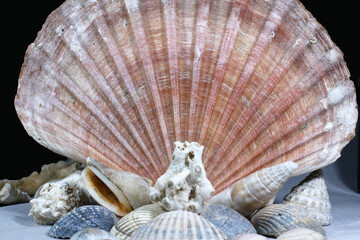 Muscheln © meyerfranzgisela