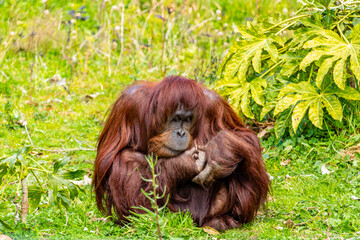 Orangutan munching on some bamboo. Auckland Zoo, Auckland, New Zealand © David