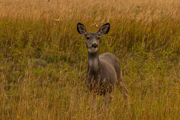 Naklejka na ściany i meble Mule deer grazing in the tall grass. Chain Lakes Provincial Park, Alberta, Canada