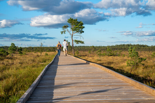 Sun casting low light during calm Sunset in summer over Wooden footpath through Marsh and bog Landscape in Dumme mosse Nature Reserve Near Jonkoping, Smaland Sweden.