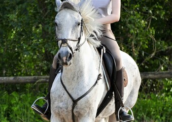 White racing horse with jockey girl in nature
