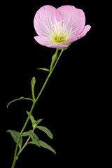 Pink flower of Oenothera, isolated on black background