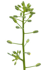 Flower buds of cabbage, isolated on white background