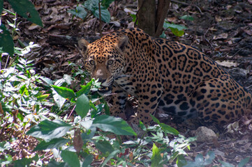 Fototapeta na wymiar jaguar México felino balam