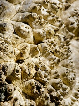 Unusual texture of a rough tree bark, close-up