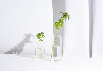 Small cannabis plant growing in a modern home. Cannabis plant growing in a glass vase. Cannabis and marijuana plant used for self-care and relaxation.