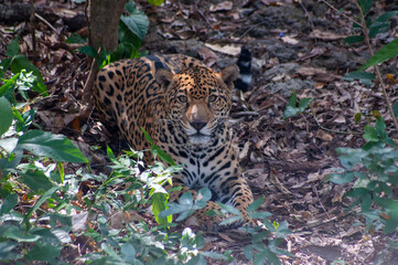 jaguar México felino balam