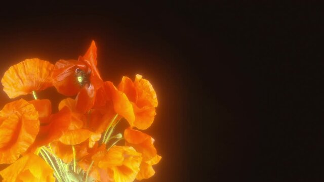 Strong glow: red poppies (spring flowers) gently blown by the wind, over a black background. Copy space on the right.
