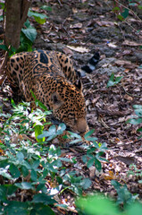 jaguar México felino balam