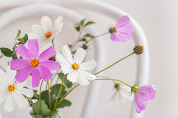 Cosmos flowers on old white viennese chair, still life, light background.
