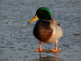 Male mallard (Anas platyrhynchos) standing on the melting ice, Gdansk, Poland