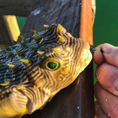 Puffer fish accidentally caught in the Gulf of Mexico in Florida
