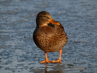 Female mallard (Anas platyrhynchos) standing on the melting ice, Gdansk, Poland