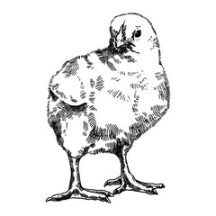 Hand drawn illustration of engraving chick. Chicken farm animal sketch, isolate on the white background. Vintage style. Can be used for textile printing, Easter card, poster.