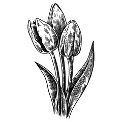 Hand drawn illustration and sketch Tulips flower. Black and white with line art illustration. Ink illustration Vintage style. Holiday decor element. Engraved style. Vintage greeting card or invitation