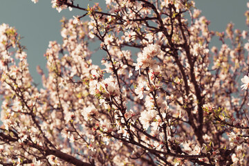 Picture of the almond tree blossoms