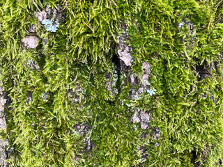 Green moss - texture