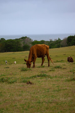 Vaca flaca comiendo pasto en el campo de d&iacute;a