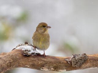 Grünfink im Winter