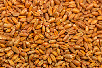 Wheat seeds, cereal seeds with red seed dressing or seed treatment
