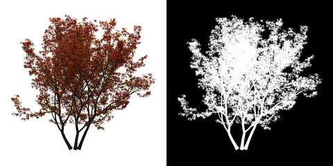 Left view of Butterfly Japanese Maple Tree. PNG with alpha channel to cutout. Made from 3D model for compositing.