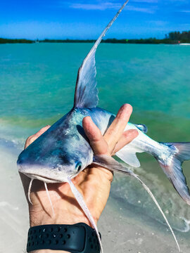Gafftopsail  Catfish (Bagre marinus) with poisonous fins in hands of a careless frivolous fisherman