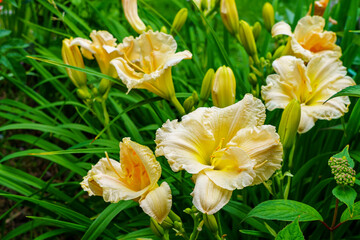 Yellow daylilies in the garden
