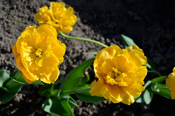 Obraz na płótnie Canvas Terry tulips close-up. Early flowers of yellow tulips bloomed in spring in the garden. Primroses. Spring first garden flowers.