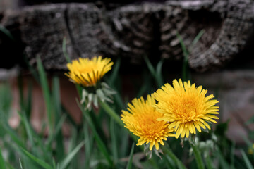 Yellow dandelion in the green grass.  Photo with blur background.