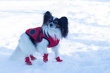 A small papillon dog walks in the snow in winter in red clothes and red boots.