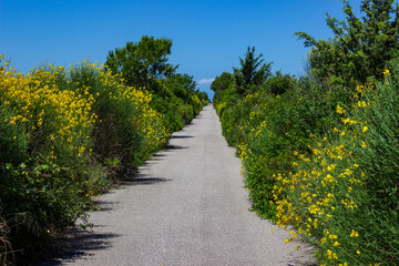 Fototapeta na wymiar Travel summer landscape. Gray road in the middle of the yellow bushes flowing towards the blue sky. Hot and vibrant day. Ulcellina Park, Tuscany, Italy