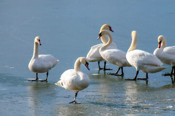 white swan paws on the ice reflecting