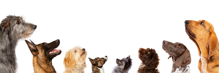 group of eight dogs looking up, portrait in profile