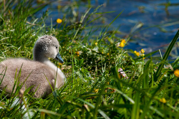 pair of swans with little swans