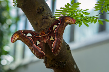 Beautiful big tropical butterfly sitting on a tree.