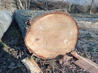 Sawed stump . Sawn tree trunk and tree stumps, harvesting firewood. Pile of Logs . New dead tree stump after a tree was cut down in the park . background with new piece of wood .