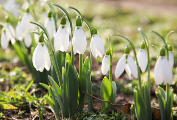 Snowdrop or common snowdrop (Galanthus nivalis) flowers.Snowdrops after the snow has melted. In the forest in the wild in spring snowdrops bloom.